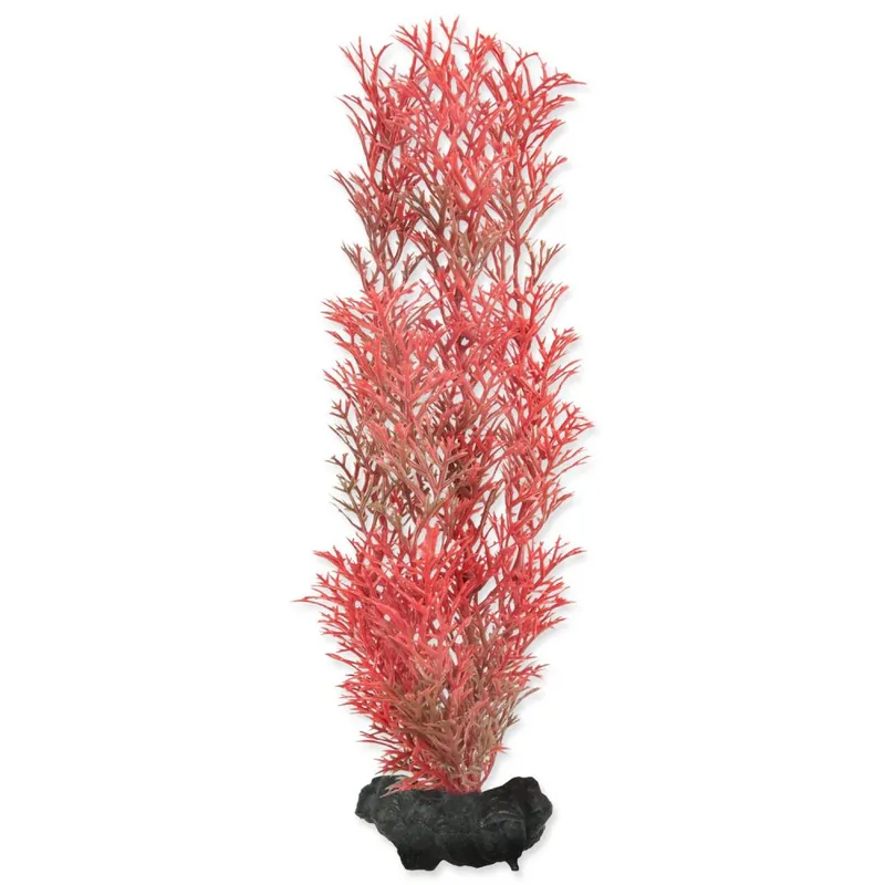 Rostlina TETRA Foxtail Red M (1ks) Super Cena