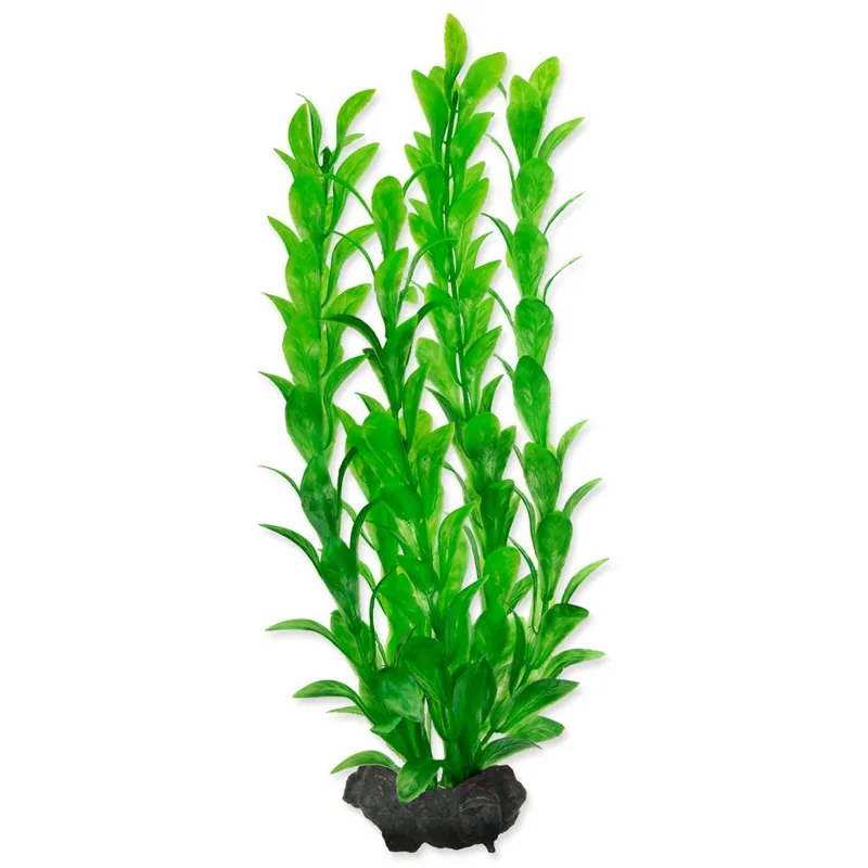 Jen Po Omezenou Doba Rostlina TETRA Hygrophila M (1ks)