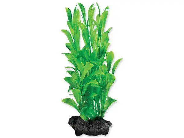 Rostlina TETRA Hygrophila S (1ks) Značkový