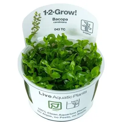 Tropica Bacopa caroliniana invitro Expresní Doručení