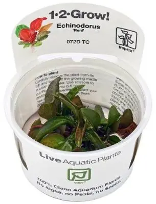 Tropica Echinodorus reni invitro Akční Cena