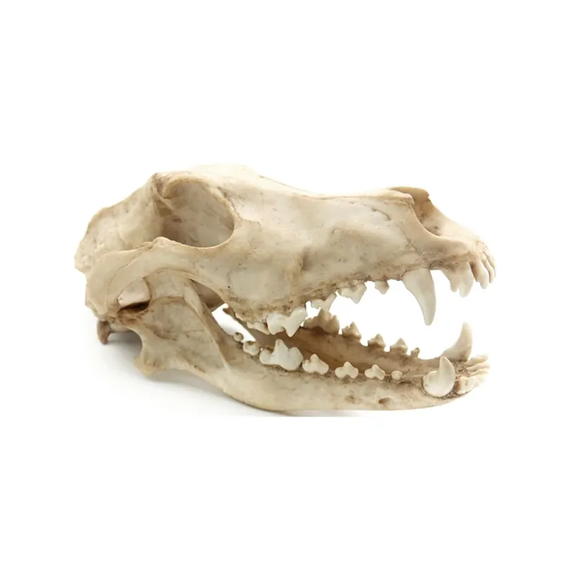 AN dekorace lebka krokodýl 27 cm Odeslání Ihned