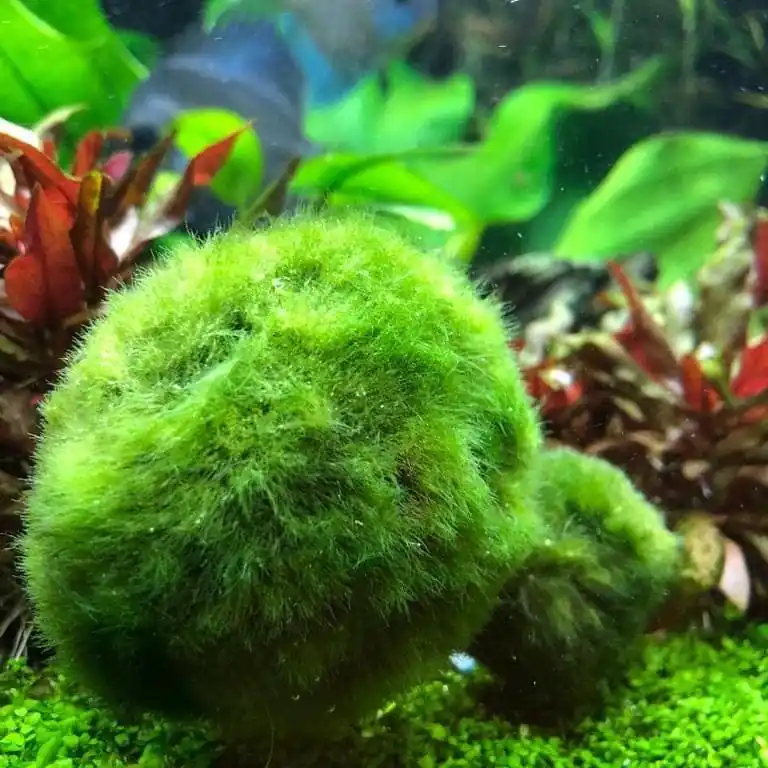 Cladophora aegagropila L Jen Po Omezenou Doba
