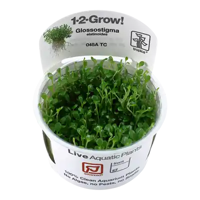 Super Cena Tropica Glossostigma elatinoides invitro