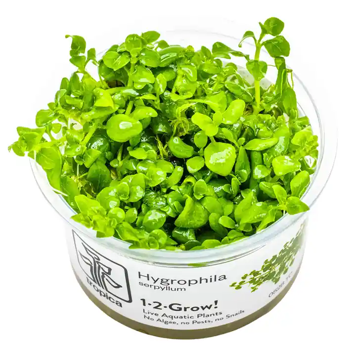 Jen Po Omezenou Doba Tropica Hygrophila serpyllum invitro