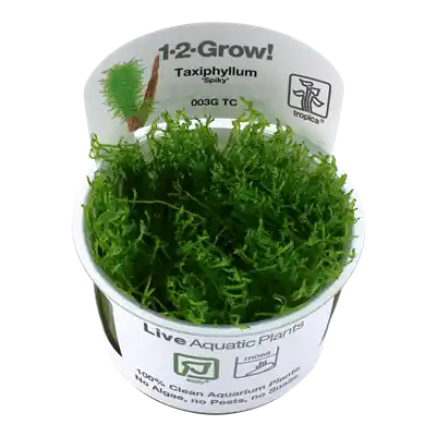 Odeslání Ihned Tropica taxiphyllum sp. ‘Spiky‘ invitro