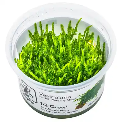 Kup Teď Tropica Vesicularia ferriei ‘Plačící mech‘