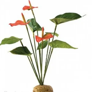 Cenová Bomba ExoTerra Anthurium Bush