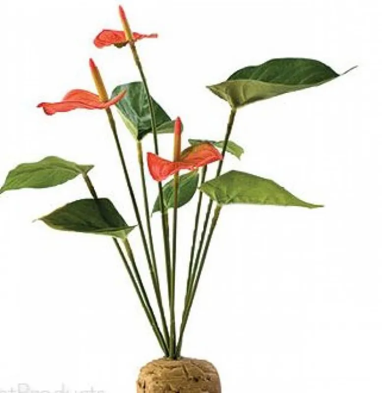 Cenová Bomba ExoTerra Anthurium Bush