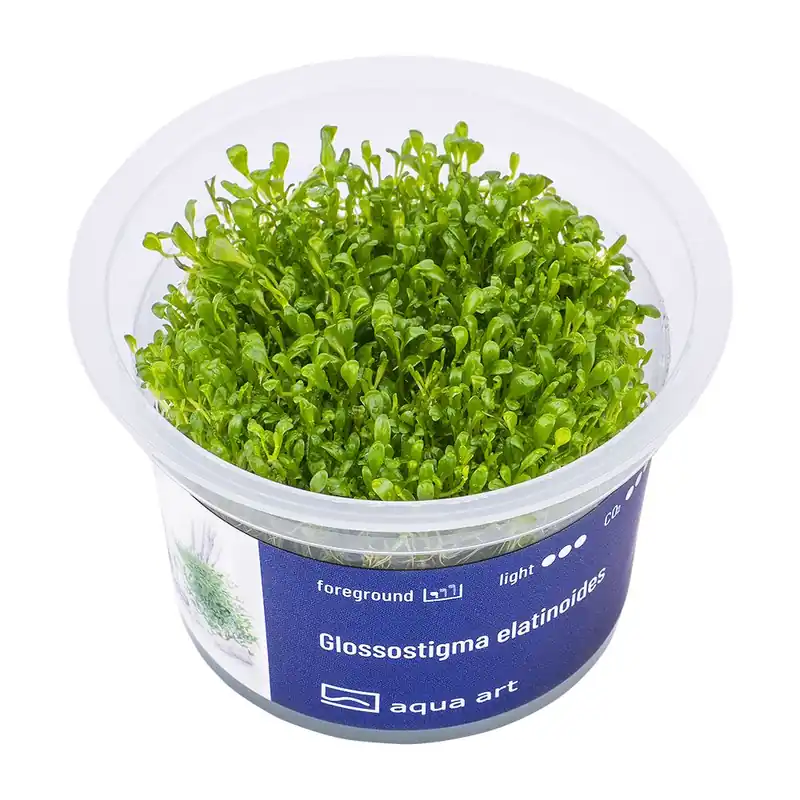 Glossostigma elatinoides invitro Víkendová Akce