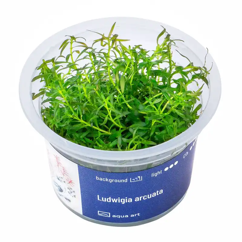 Ludwigia arcuata invitro Cenový Hit