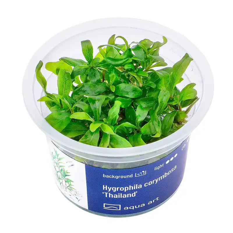 Hygrophila corymbosa Thailand invitro Víkendová Akce
