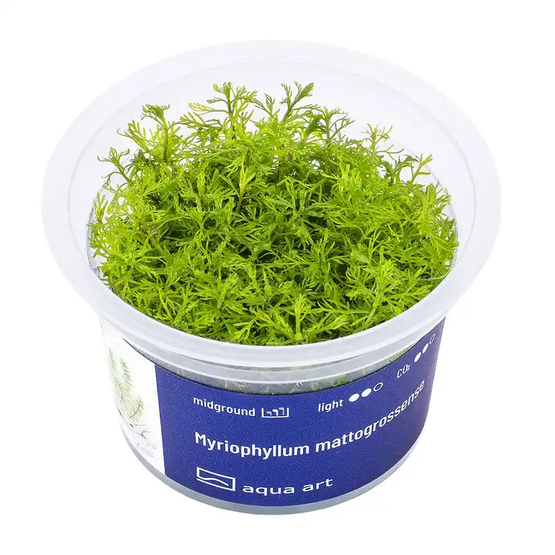 Myriophyllum mattogrossense invitro Odeslání Ihned