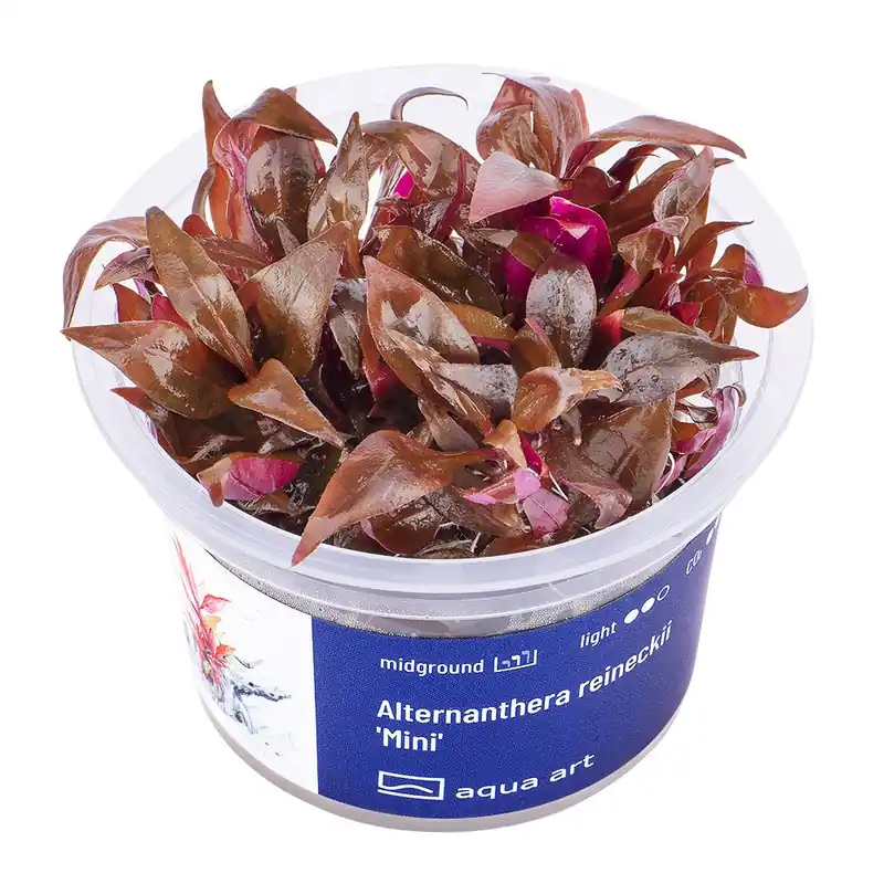 Alternanthera reineckii Mini invitro Koupit Online