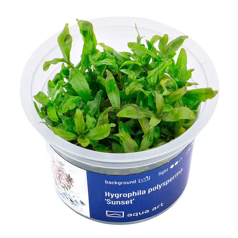 Sezónní Sleva Hygrophila polysperma invitro