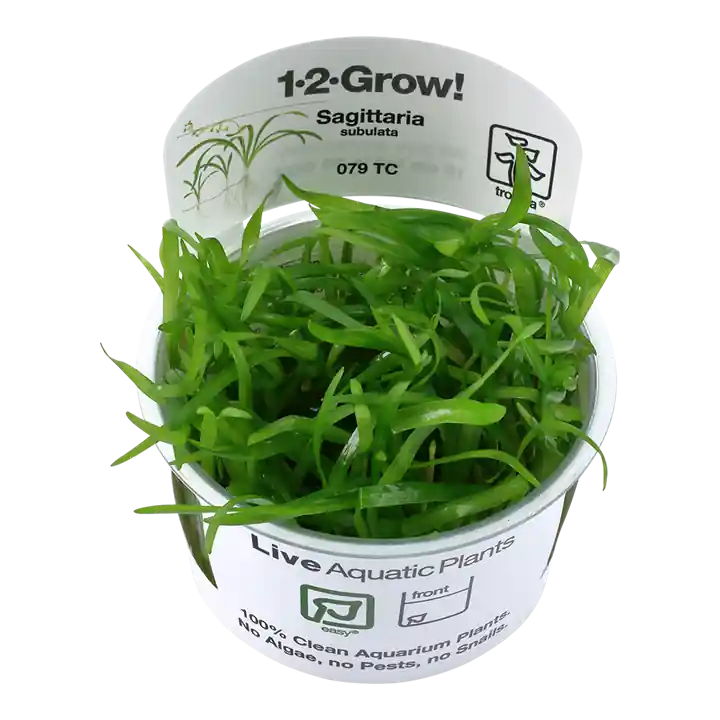 Nejlepší Volba Tropica Sagittaria subulata invitro