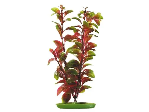 Odeslání Ihned Rostlina Red Ludwigia 30 cm
