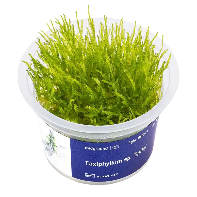Časově Omezené Taxiphyllum sp. ‘Spiky‘ invitro