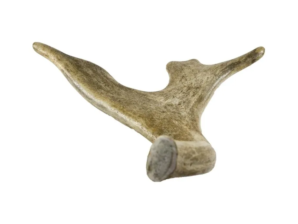 Dančí paroh gigant 180-230g Horká Nabídka