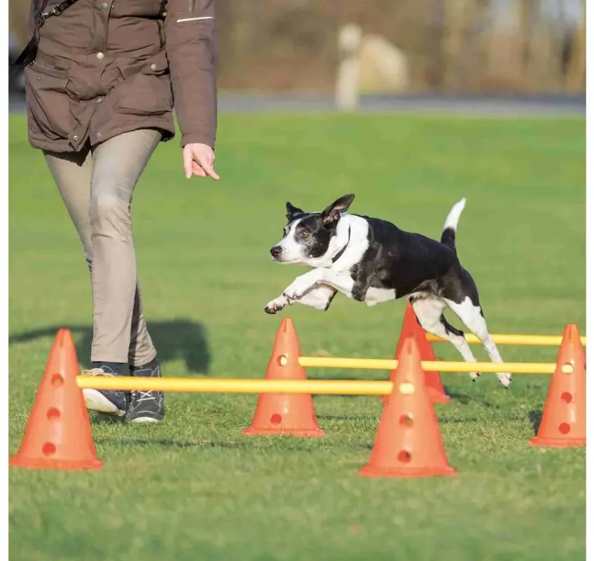 Cenově Výhodný TRIXIE Dog Activity překážky (3 ks) 23 x 30 cm/78 cm oranž/žlutá
