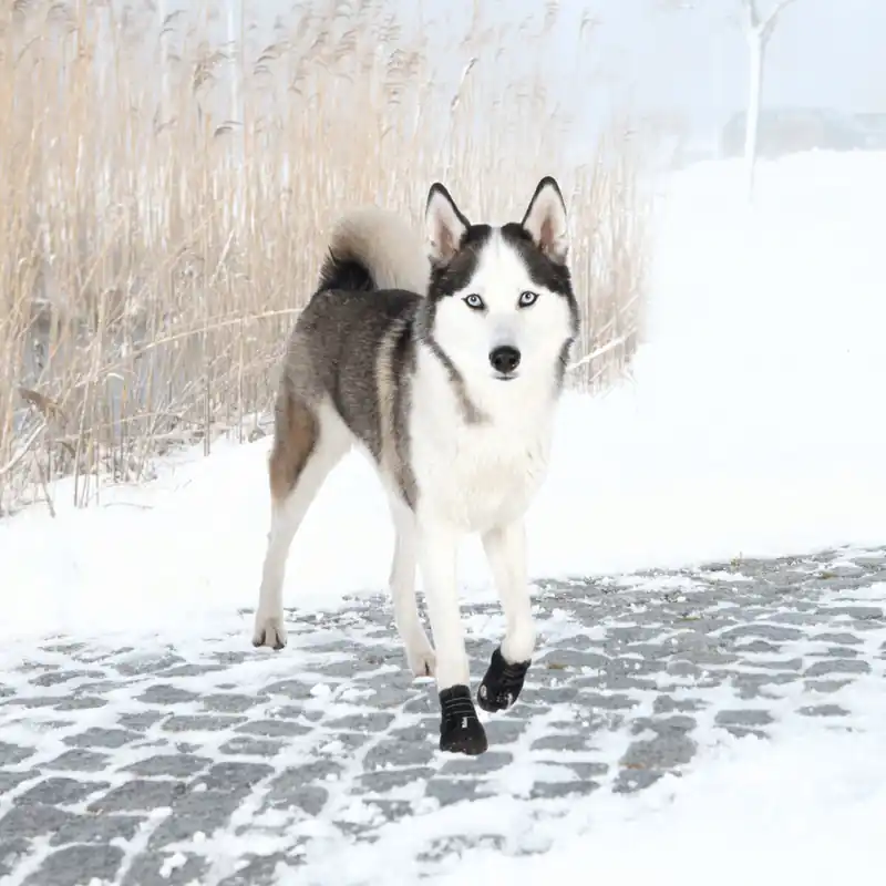Levný TRIXIE Ochranné boty WALKER ACTIVE, 2 ks M-L např. australský ovčák