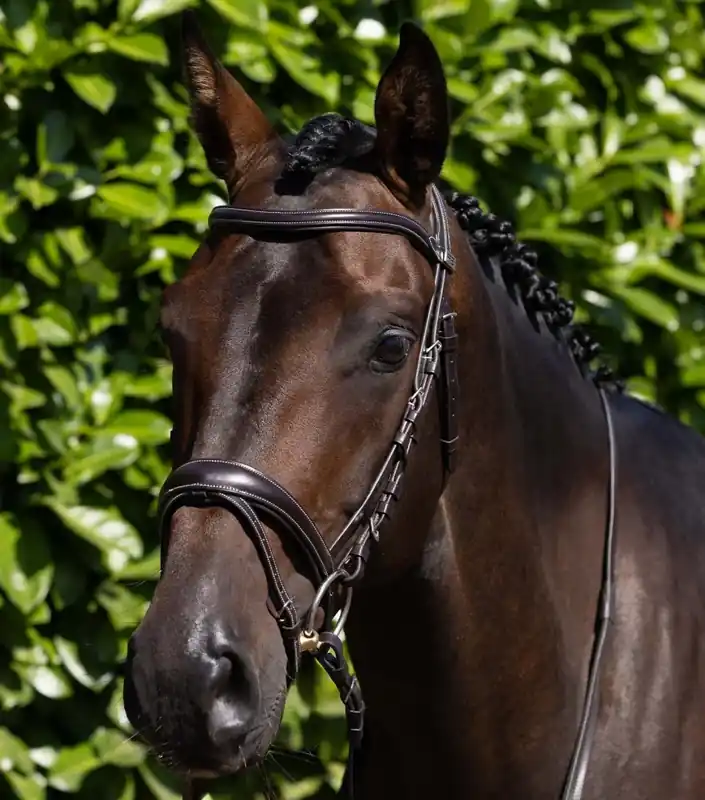 Uzdečka Premier Equine Cassano Cenový Hit