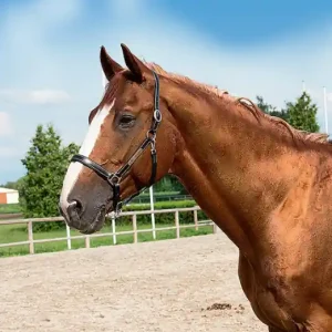 Kožená ohlávka ERIC THOMAS Pro - Barva ČernáVelikost PONY Víkendová Akce
