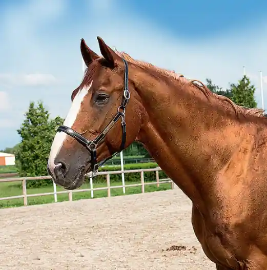 Kožená ohlávka ERIC THOMAS Pro - Barva ČernáVelikost PONY Víkendová Akce
