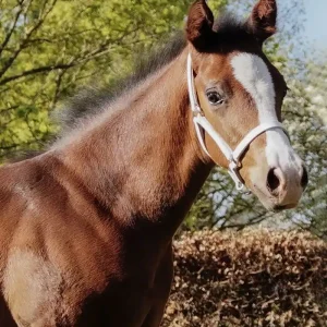 Kup Teď Kožená ohlávka pro hříbata Star - Barva bíláRozměr MSH (Mini Shetty)