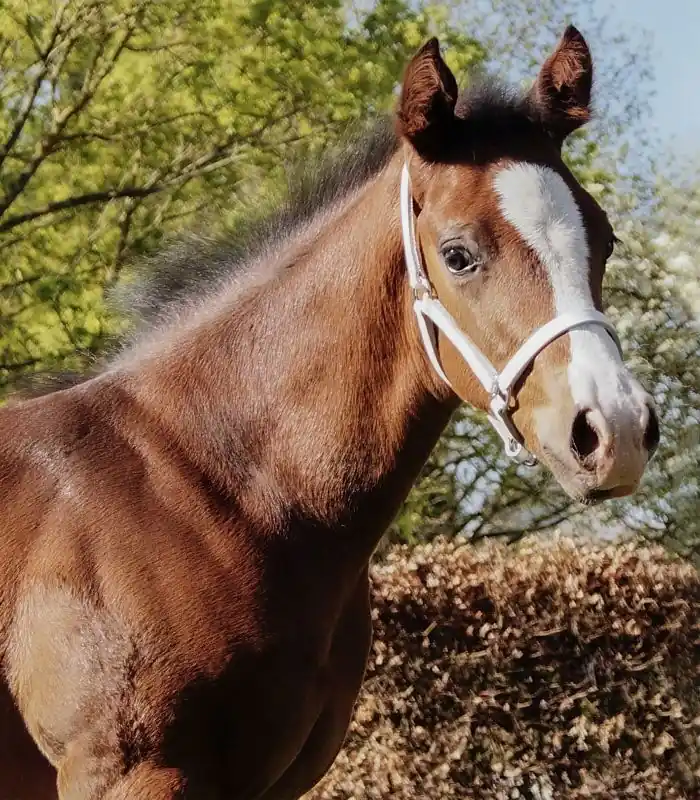 Objednat Nyní Kožená ohlávka pro hříbata Star - Barva bíláRozměr PON (Pony)