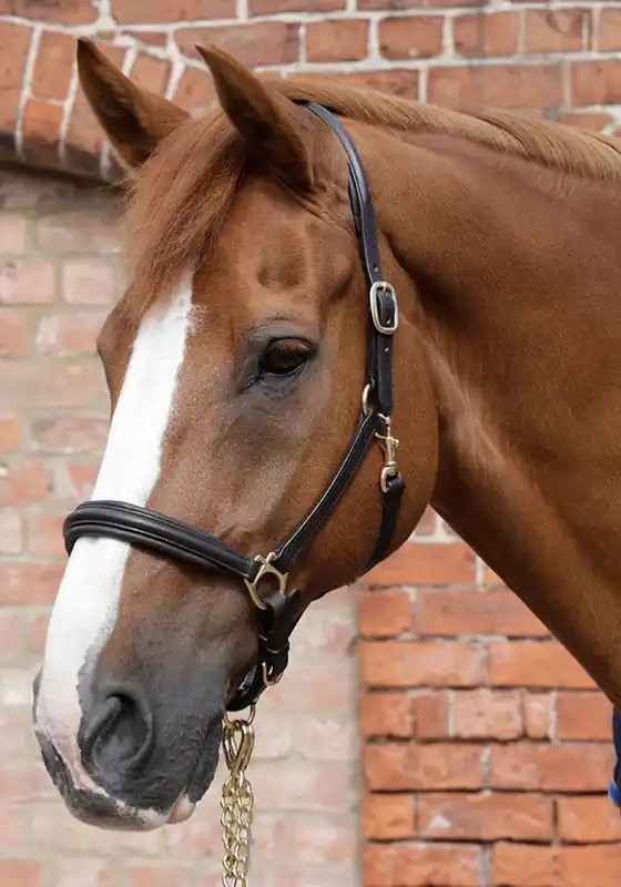 Kožená stájová ohlávka Premier Equine - Barva ČernáVelikost xFULL Must-Have